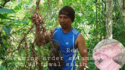 alingatong tree|alingatong roots.